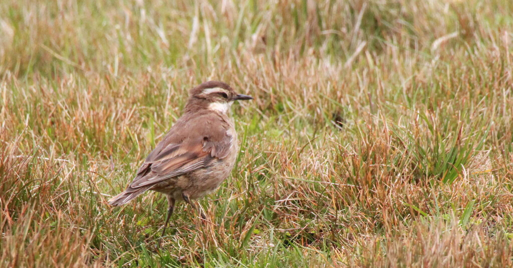 Image of Stout-billed Cinclodes