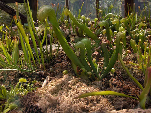 Image of California pitcherplant