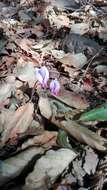 Image of baby cyclamen