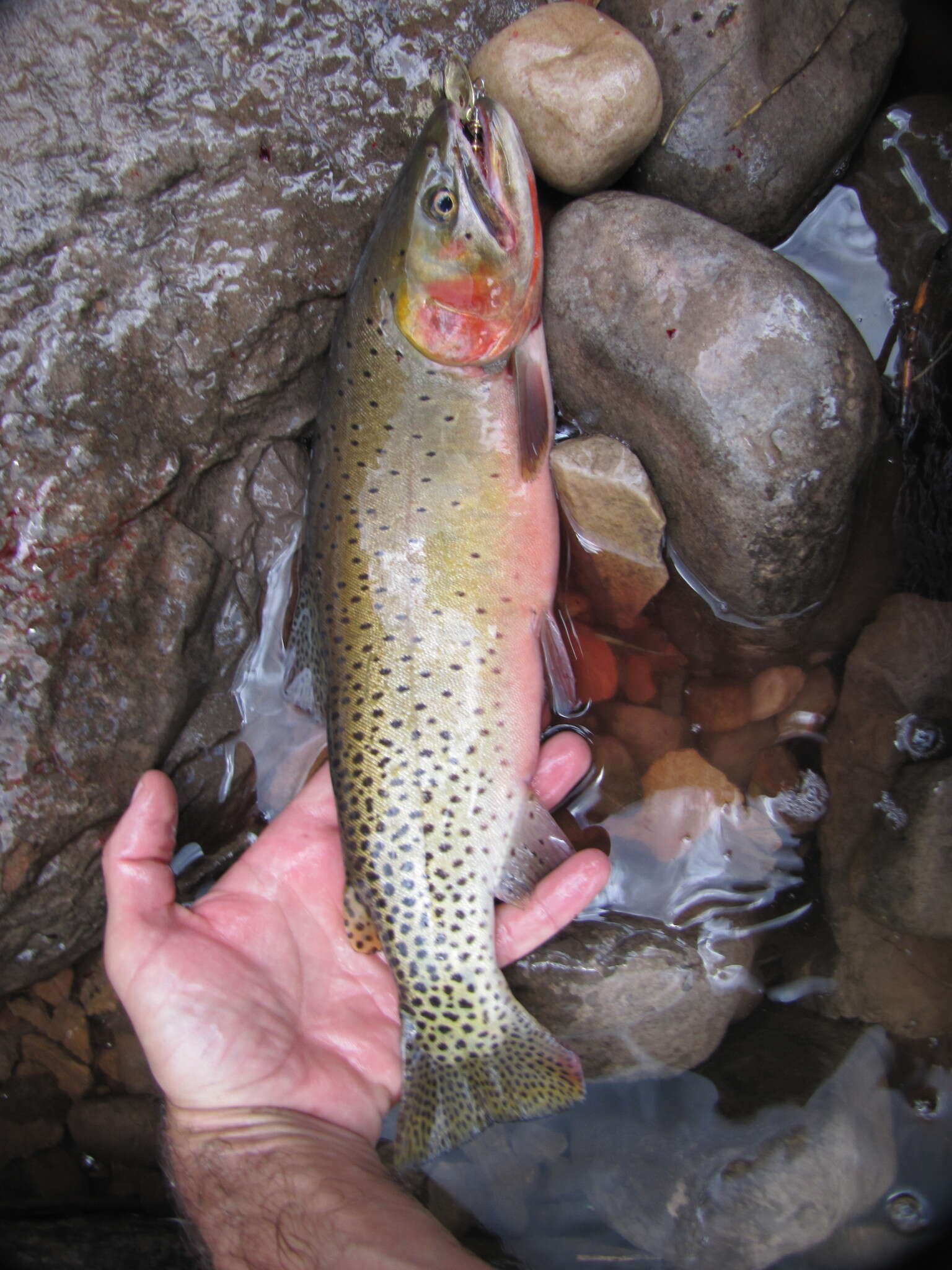 Image of Oncorhynchus clarkii pleuriticus (Cope 1872)