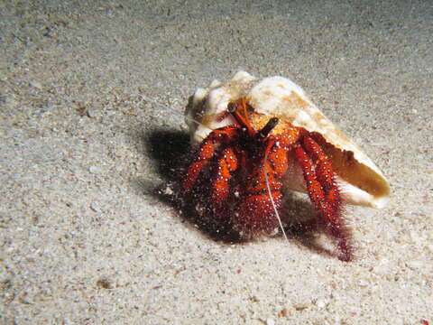 Image of Giant orange hermit crab