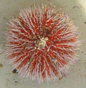 Image of Edible sea urchin