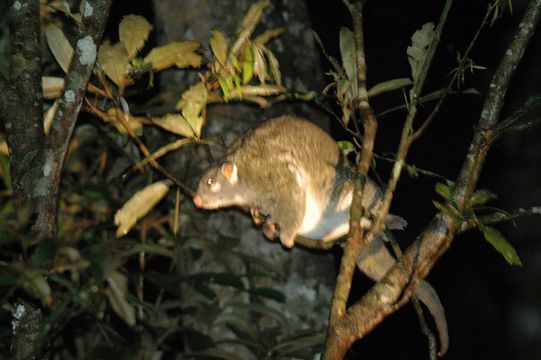 Image of Green Ringtail Possum