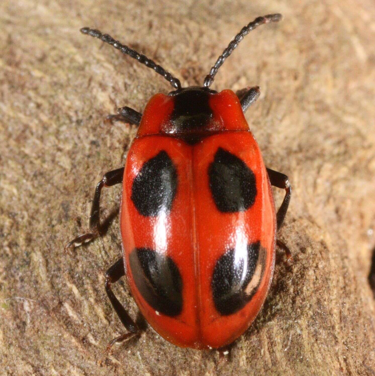 Image of Endomychus coccineus (Linnaeus 1758)