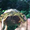 Image of Furrowed Wood Turtle