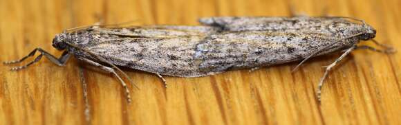 Image of Mediterranean Flour Moth