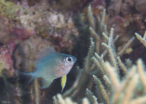 Image de Amblyglyphidodon flavilatus Allen & Randall 1980