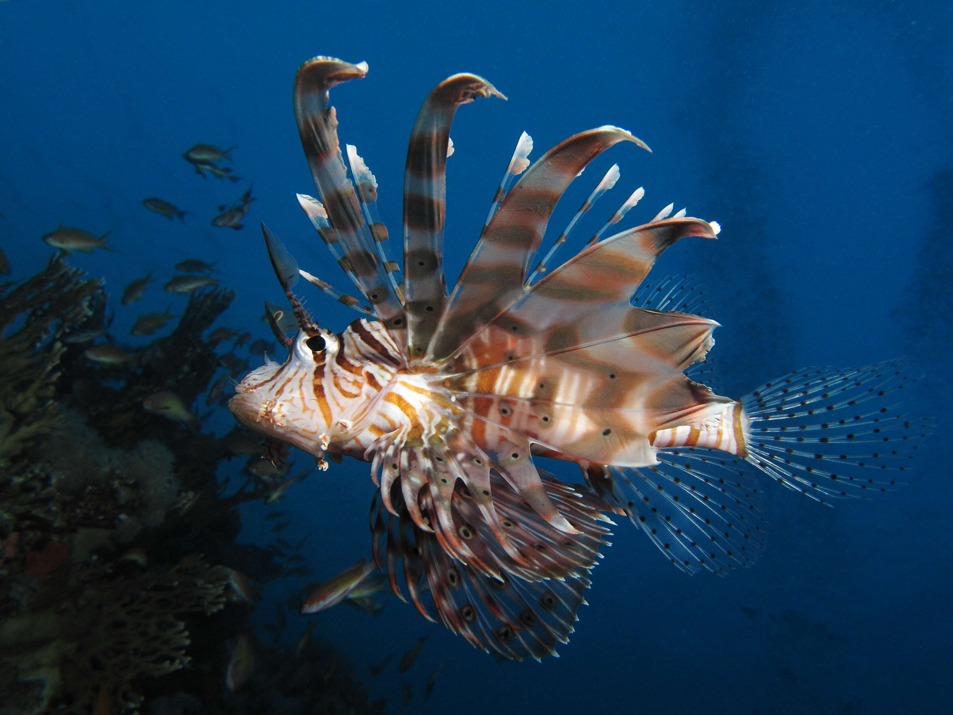 Pterois miles (Bennett 1828) resmi