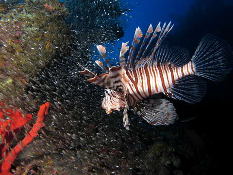 Pterois miles (Bennett 1828) resmi