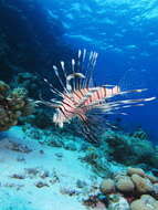 Pterois miles (Bennett 1828) resmi