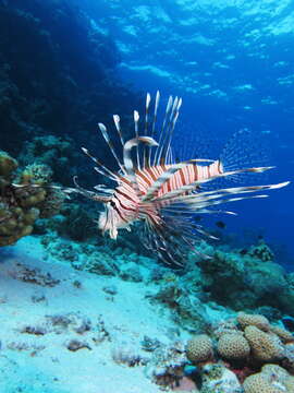 Pterois miles (Bennett 1828) resmi