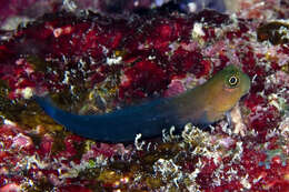 Image of Bicolor Blenny