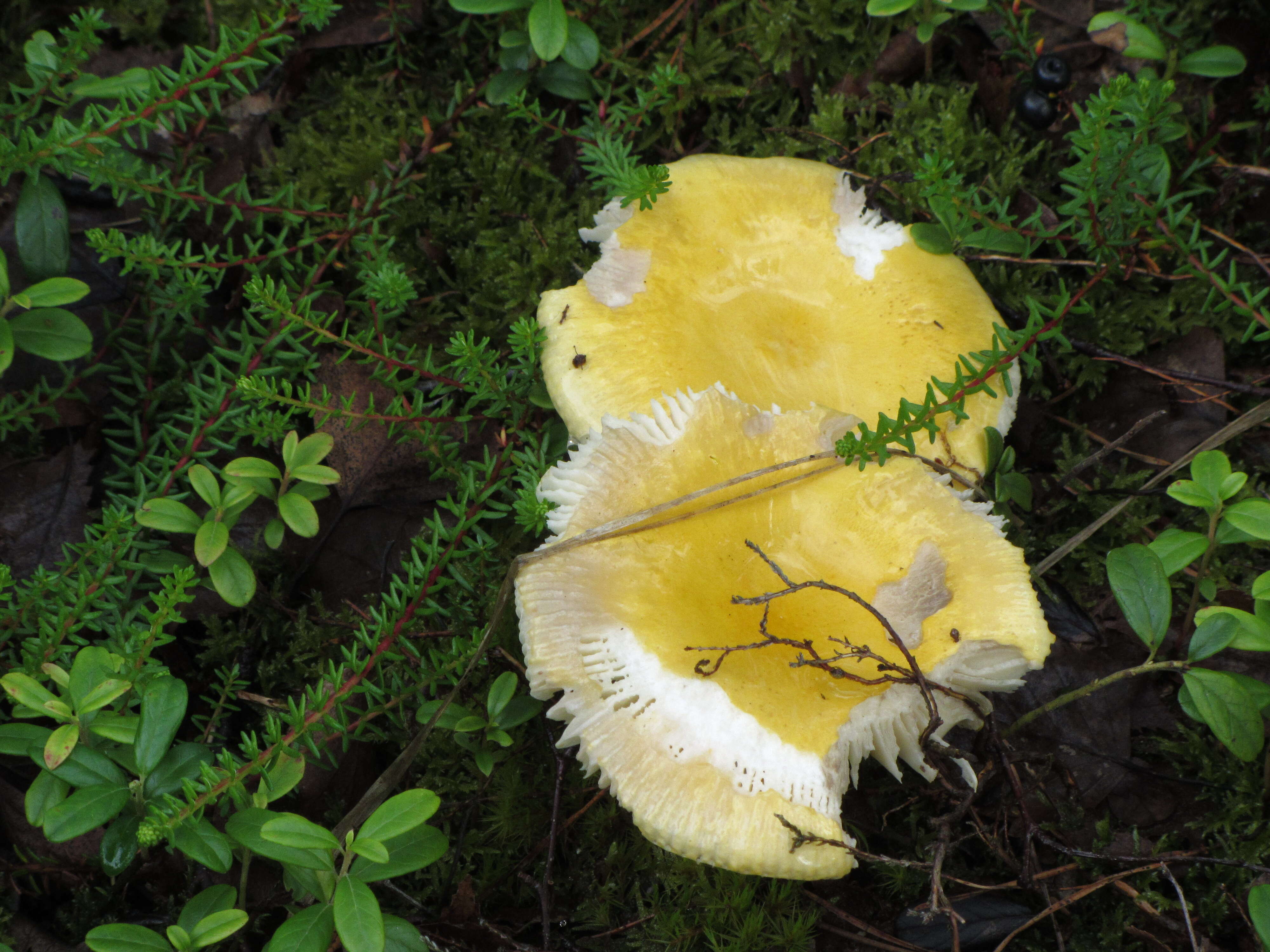 Image of yellow swamp brittlegill