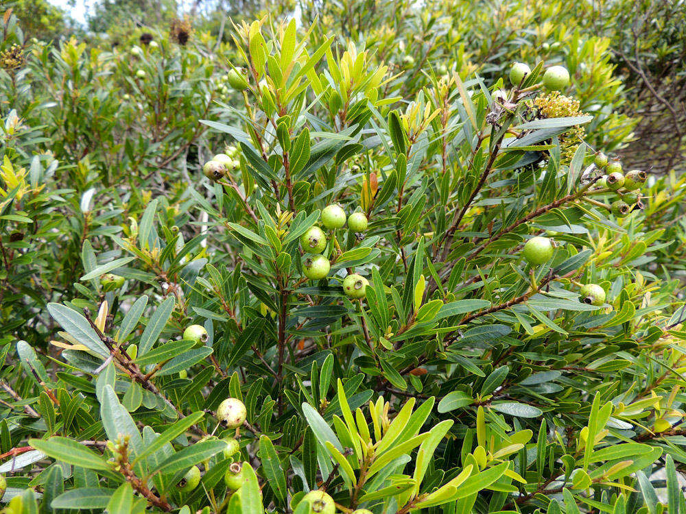 Syzygium pondoense Engl. resmi