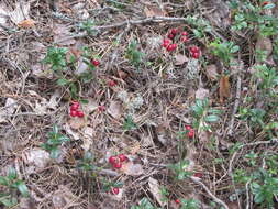 Image of lingonberry