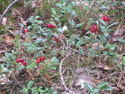 Image of lingonberry