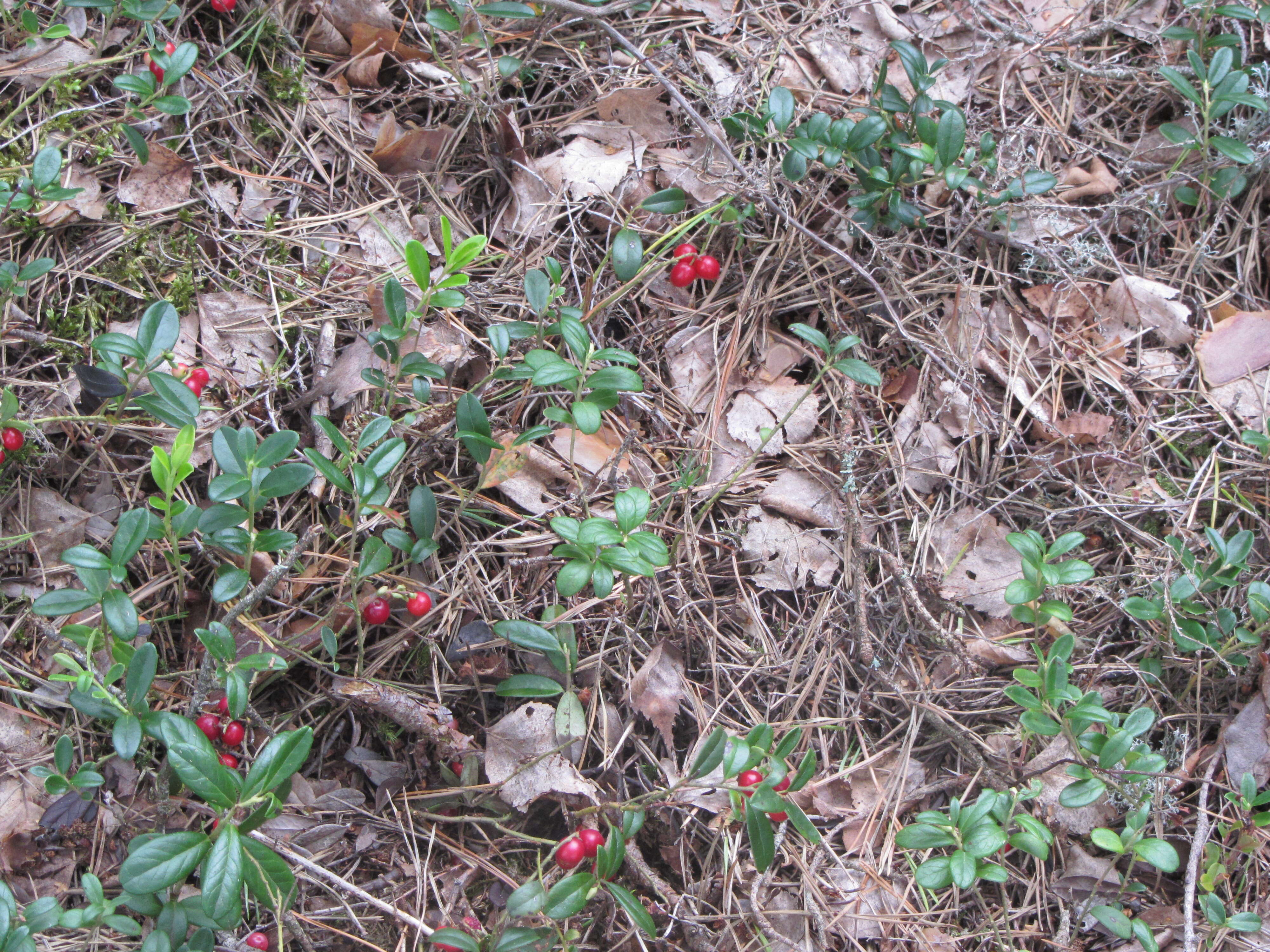 Image of lingonberry