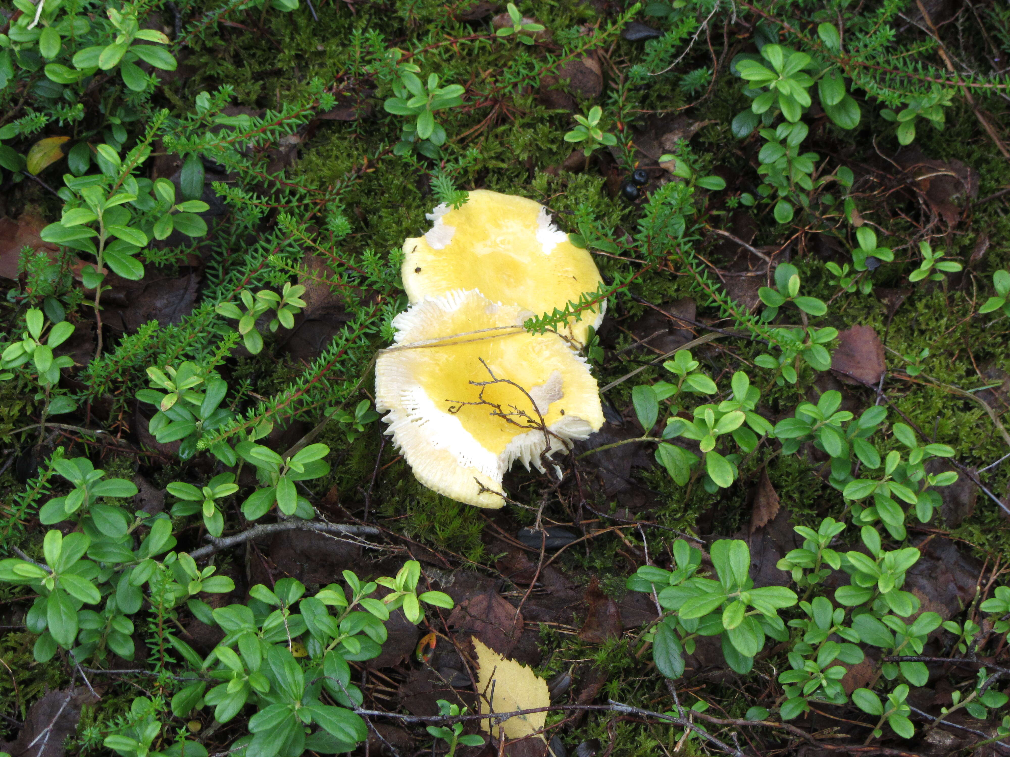 Image of yellow swamp brittlegill