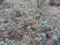 Image of Cortinarius armillatus (Fr.) Fr. 1838