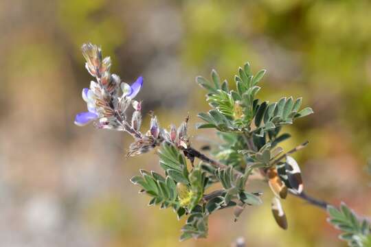 صورة Marina spiciformis (Rose) Barneby