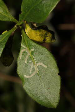 Imagem de Phytomyza aprilina Goureau