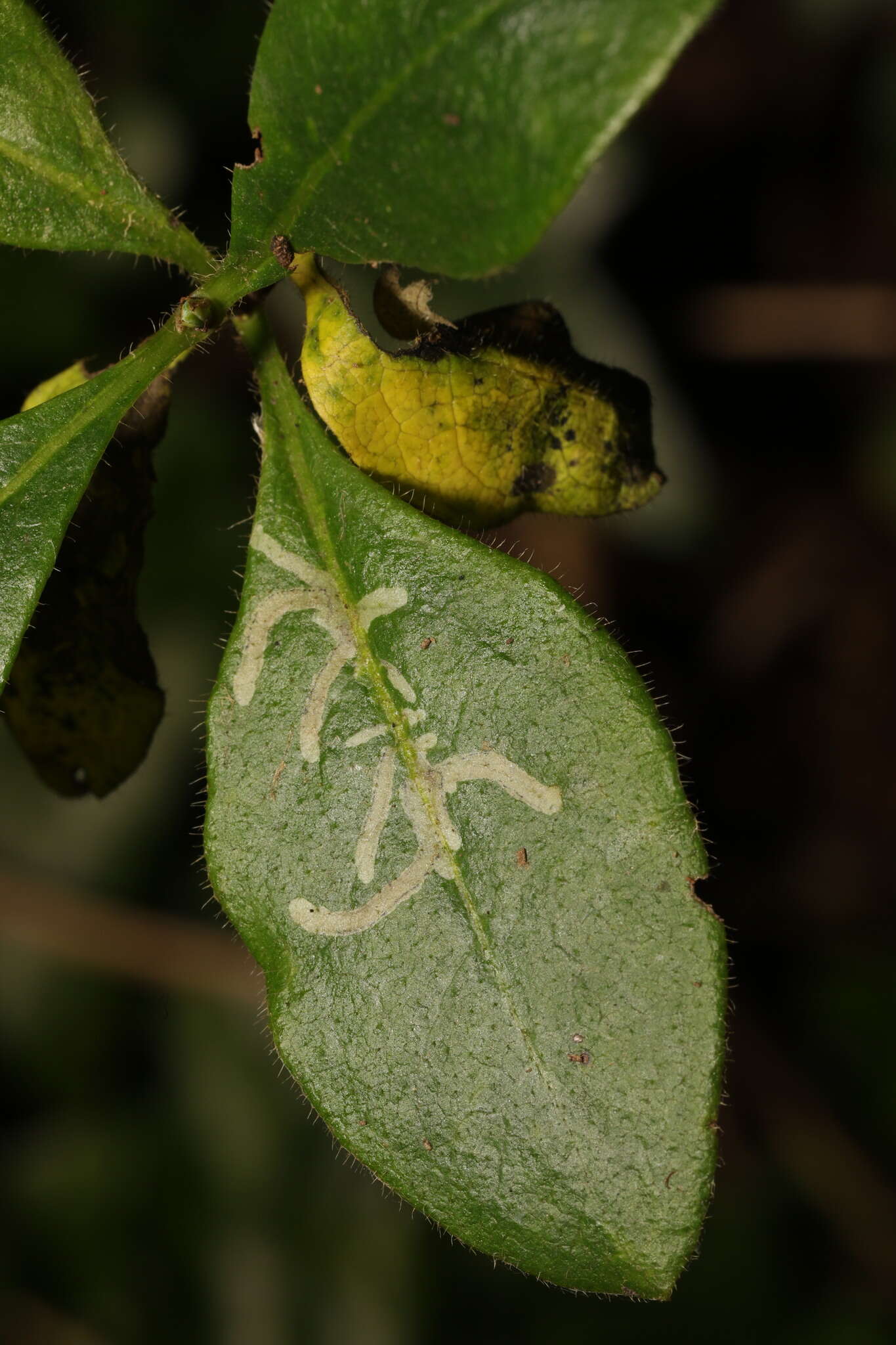 Слика од Phytomyza aprilina Goureau