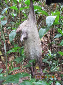 Image of Brush-tailed porcupine