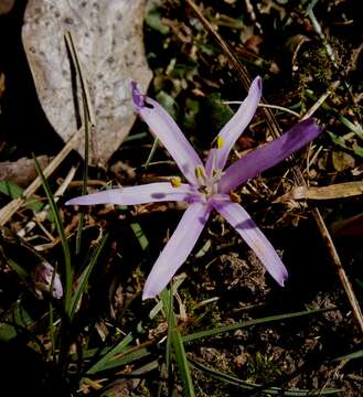 Image of Colchicum bulbocodium Ker Gawl.