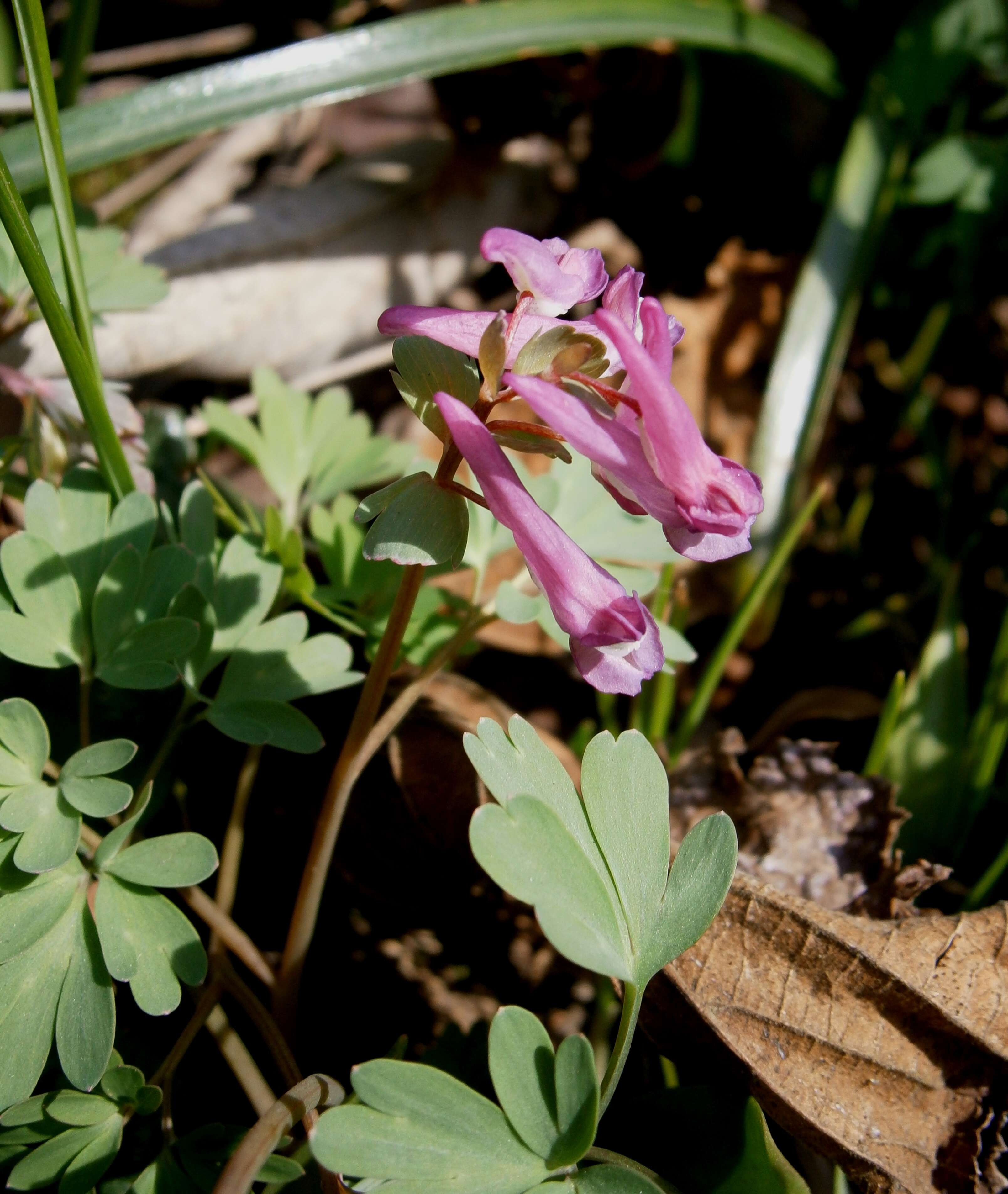 Plancia ëd Corydalis solida (L.) Clairv.