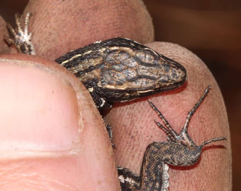 Image of Tropidosaura montana rangeri Hewitt 1926