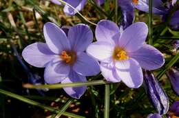 Image of Least purple crocus