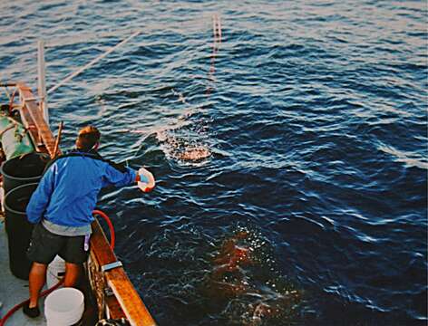 Image of Carcharodon