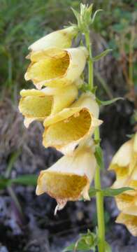 Imagem de Digitalis grandiflora Mill.