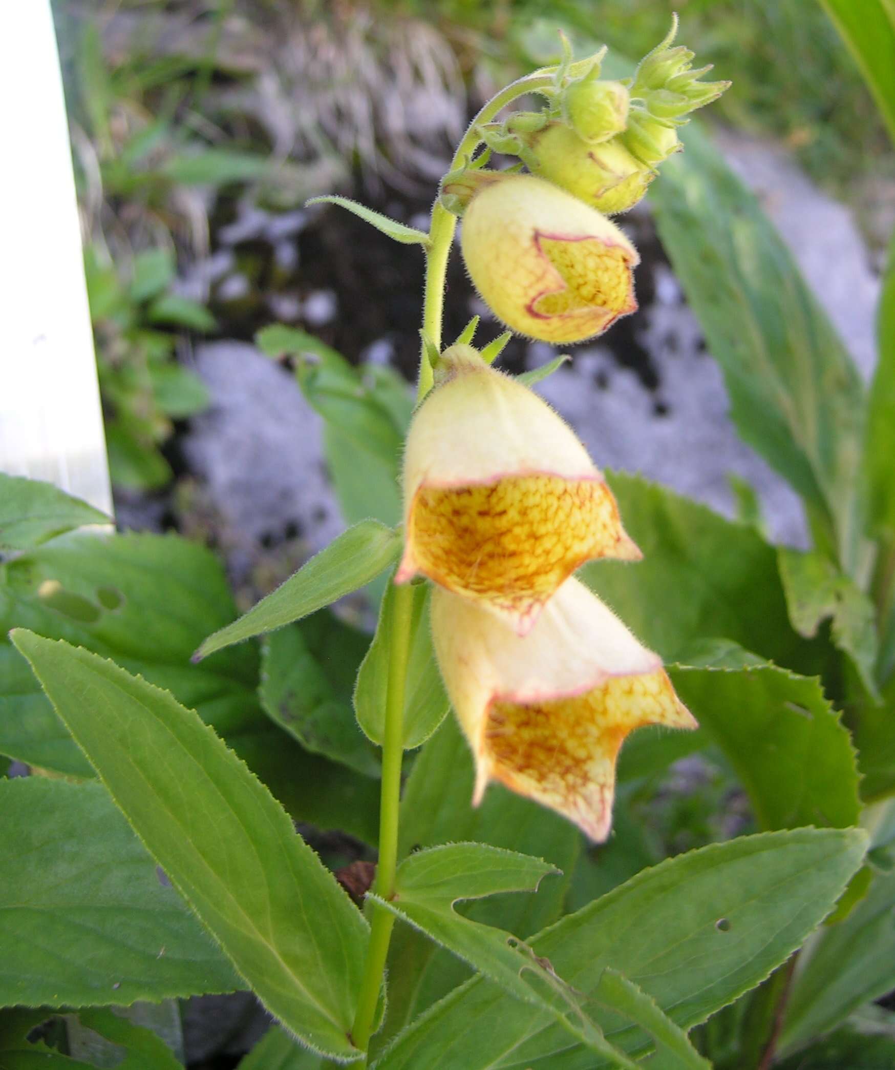 Imagem de Digitalis grandiflora Mill.