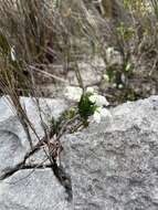 Image of Erica calcareophila E. G. H. Oliver