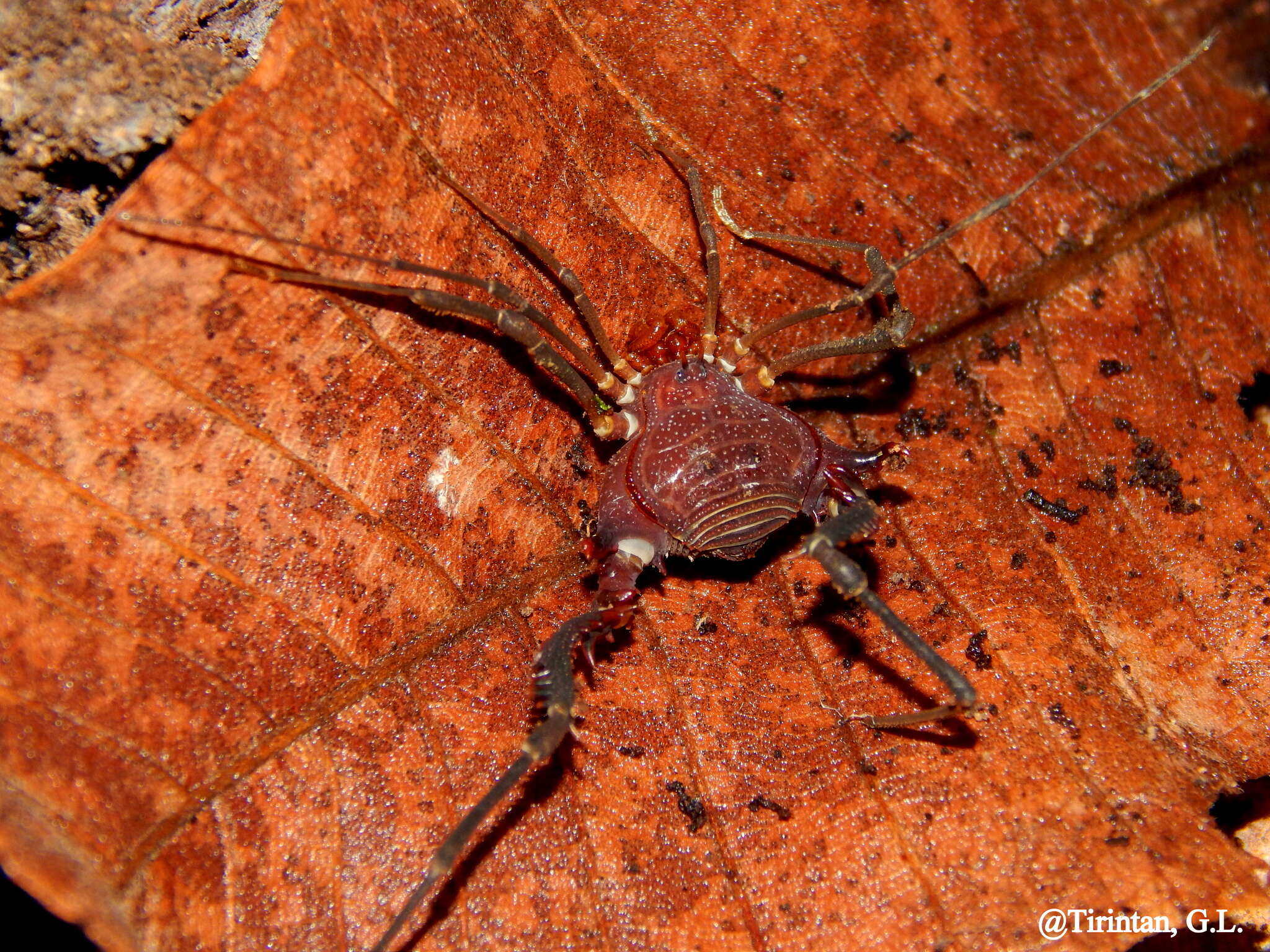 Image de Discocyrtanus pertenuis (Mello-Leitão 1935)