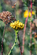 Image of Athanasia juncea (DC.) D. Dietr.