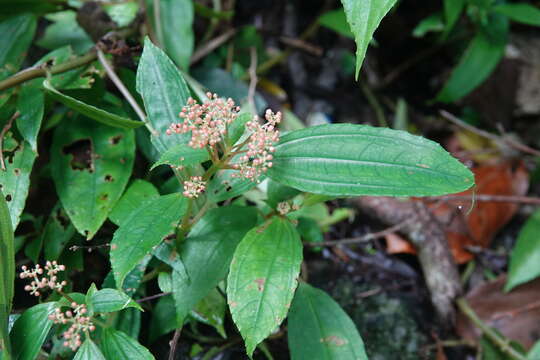 Image of Pilea somae Hayata