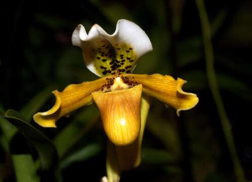 Image de Paphiopedilum exul (Ridl.) Rolfe