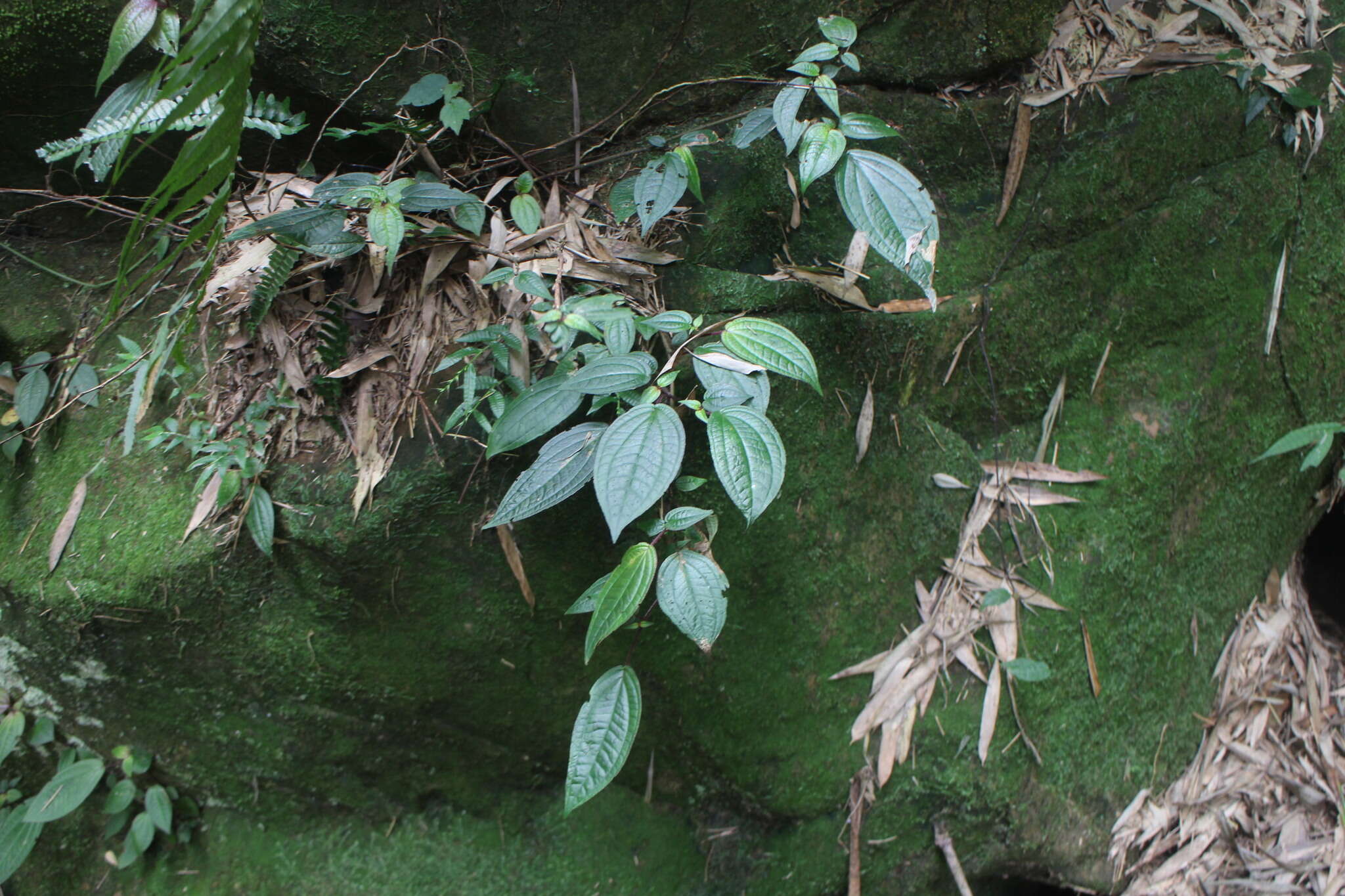 Image of Bredia hirsuta var. scandens Ito & Matsum.