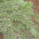 Image of Meyer's Spruce
