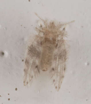 Image of Moth fly