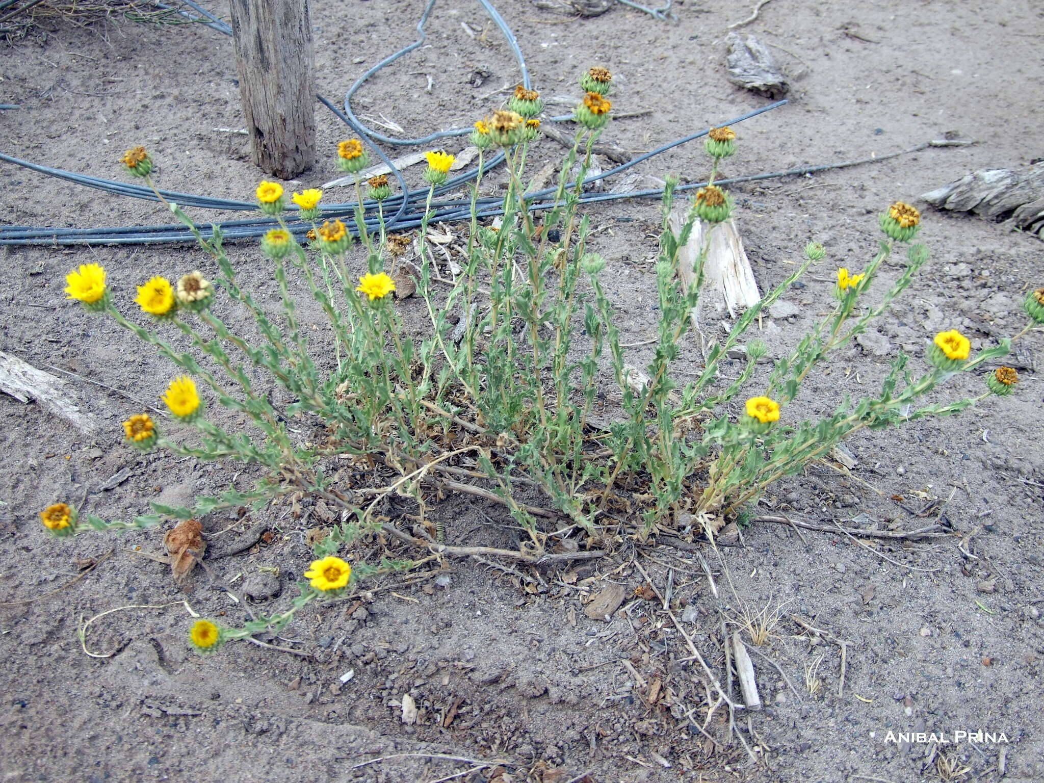 Image of Grindelia brachystephana Griseb.