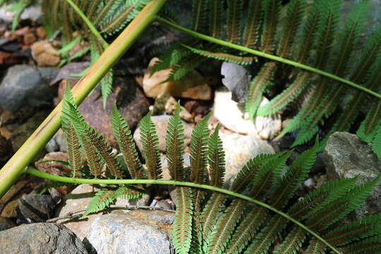 Image of Cyathea costaricensis (Mett. ex Kuhn) Domin