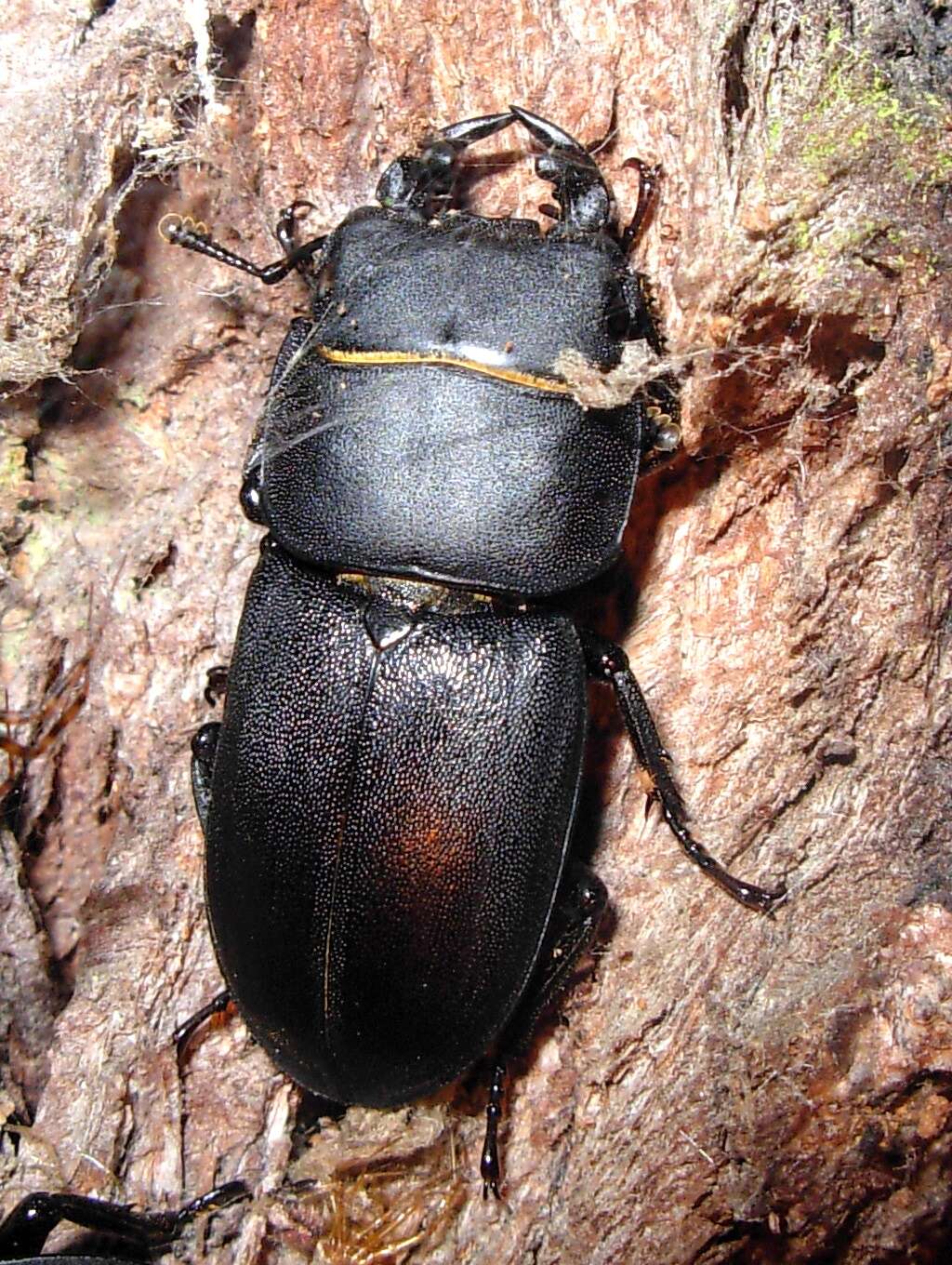 Image of Dorcus parallelipipedus (Linnaeus 1758)