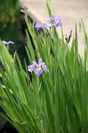 Image de blue flag iris versicolore