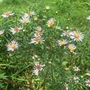 Plancia ëd Symphyotrichum salignum (Willd.) G. L. Nesom