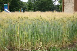 Image of common barley