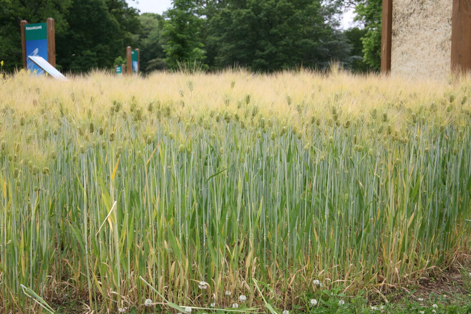 Image of common barley