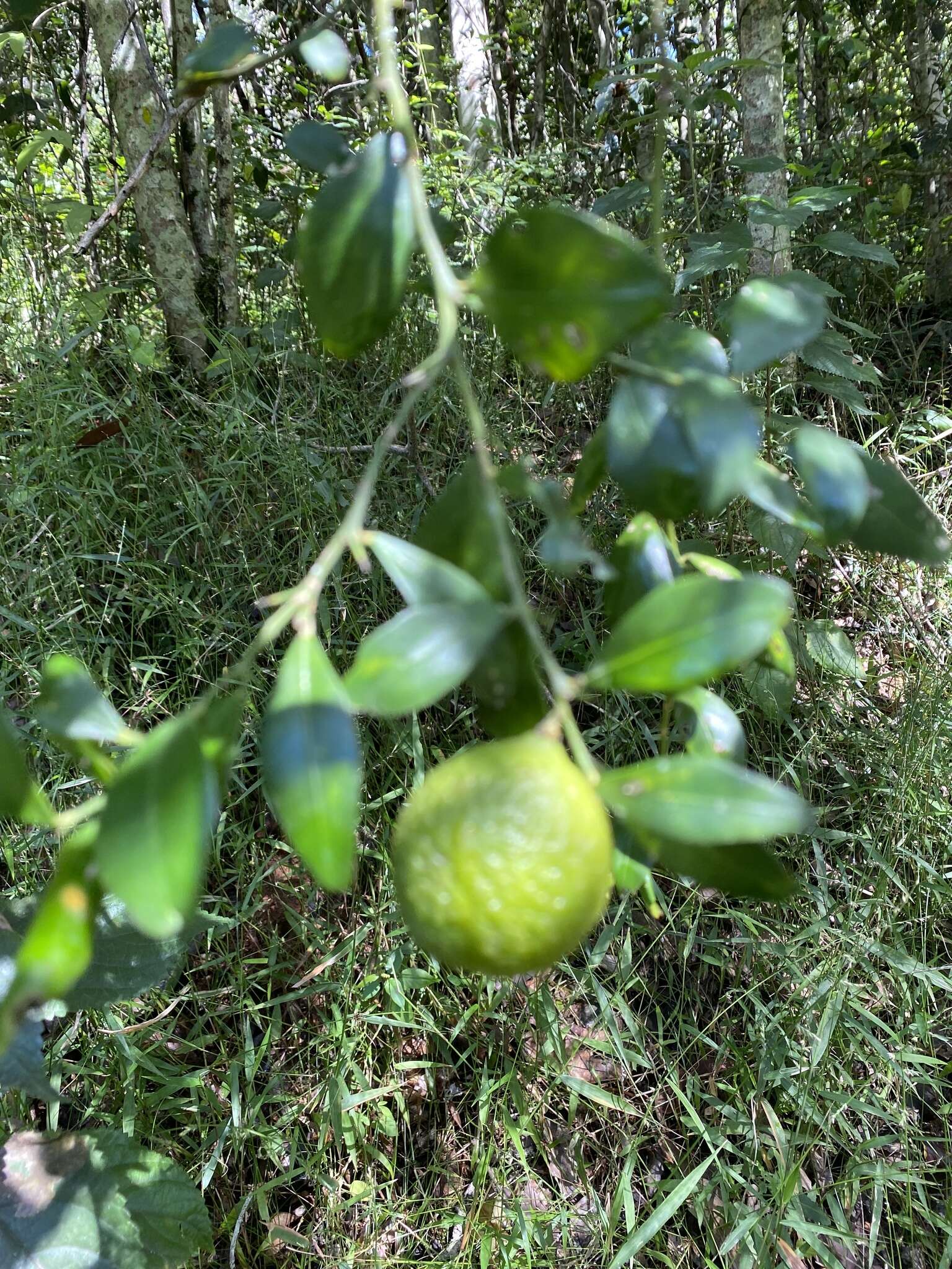 Image of Australian round lime